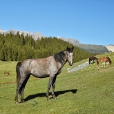 Kyrgyzský kůň | fotografie